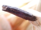 A photograph of the species Claviceps purpurea, not of this specimen