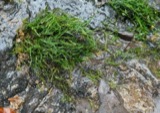 A photograph of the species Fontinalis novae-angliae, not of this specimen