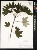 A photograph of the species Acer dasycarpum, not of this specimen
