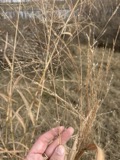 A photograph of the species Panicum virgatum, not of this specimen