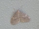 A photograph of the species Operophtera bruceata, not of this specimen