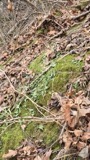 A photograph of the species Asplenium rhizophyllum, not of this specimen