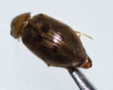 A photograph of the species Berosus peregrinus, not of this specimen