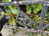 A photograph of the species Asplenium filix-femina, not of this specimen