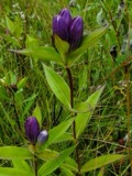 A photograph of the species Gentiana andrewsii, not of this specimen