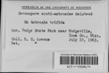 A photograph of the species Cercospora arcti-ambrosiae, not of this specimen