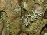 A photograph of the species Pseudevernia consocians, not of this specimen