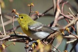 A photograph of the species Vireo flavifrons, not of this specimen