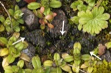 A photograph of the species Endocarpon pusillum, not of this specimen