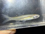 A photograph of the species Notropis atherinoides, not of this specimen