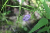 A photograph of the species Agalinis tenuifolia, not of this specimen