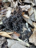A photograph of the species Conopholis americana, not of this specimen