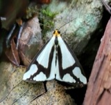 A photograph of the species Haploa contigua, not of this specimen