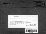 A photograph of the species Sphacelotheca reiliana, not of this specimen