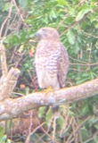 A photograph of the species Buteo platypterus, not of this specimen