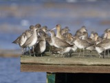 A photograph of the species Limosa fedoa, not of this specimen