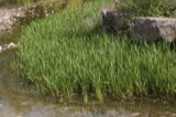 A photograph of the species Sparganium erectum, not of this specimen
