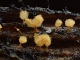 A photograph of the species Arcyria pomiformis, not of this specimen