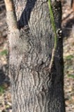 A photograph of the species Acer negundo, not of this specimen