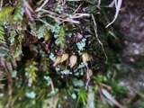 A photograph of the species Diphyscium foliosum, not of this specimen