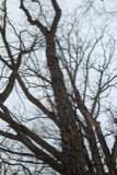 A photograph of the species Prunus serotina, not of this specimen