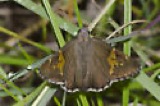 A photograph of the species Achalarus lyciades, not of this specimen