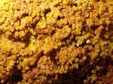 A photograph of the species Ptilidium pulcherrimum, not of this specimen