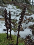 A photograph of the species Hypopitys monotropa, not of this specimen