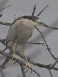 A photograph of the species Nycticorax nycticorax, not of this specimen