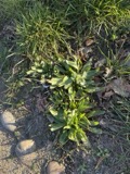 A photograph of the species Plantago lanceolata, not of this specimen