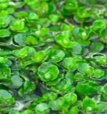 A photograph of the species Chrysosplenium americanum, not of this specimen