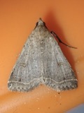 A photograph of the species Bleptina caradrinalis, not of this specimen