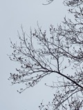 A photograph of the species Liriodendron tulipifera, not of this specimen