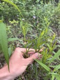 A photograph of the species Coreopsis palmata, not of this specimen
