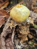 A photograph of the species Calostoma lutescens, not of this specimen