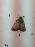 A photograph of the species Catocala dulciola, not of this specimen