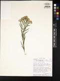 A photograph of the species Euthamia lanceolata, not of this specimen