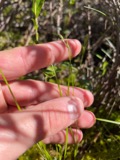 A photograph of the species Carex trisperma, not of this specimen