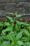 A photograph of the species Rorippa Scop., not of this specimen