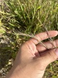 A photograph of the species Aristida longespica, not of this specimen