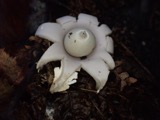 A photograph of the species Geastrum lageniforme, not of this specimen