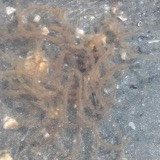 A photograph of the species Dasya baillouviana, not of this specimen
