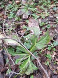 A photograph of the species Ascochyta Lib., not of this specimen
