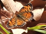 A photograph of the species Phyciodes tharos, not of this specimen