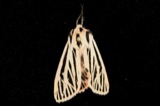 A photograph of the species Grammia arge, not of this specimen