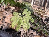 A photograph of the species Adiantum pedatum, not of this specimen
