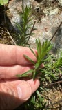 A photograph of the species Ionactis linariifolia, not of this specimen