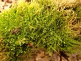 A photograph of the species Isopterygiopsis pulchella, not of this specimen