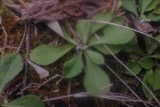A photograph of the species Antennaria howellii, not of this specimen