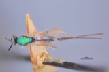 A photograph of the species Callimome strobiloides, not of this specimen